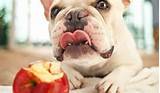Pictures of Dogs Can Eat Apples