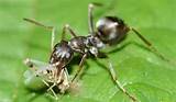 Images of Carpenter Ants Eating Tree