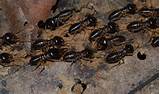 Mound Termites Photos
