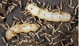 Baby Termite Photos Photos