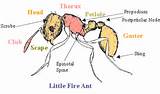 Fire Ants Scientific Name Pictures