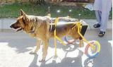 Photos of Paralysis Tick Dog Recovery Time