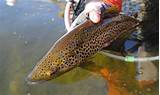 Best Fly Fishing Lodges In Montana