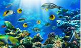 Caribbean Marine Fish Pictures