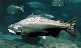 Pictures of Chinook Fish