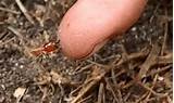 Termites With Wings Treatment Images