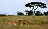 Where Is The Serengeti National Park Images