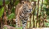Photos of Jaguar Amazon Rainforest