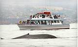 Pictures of Groupon Whale Watching Newport