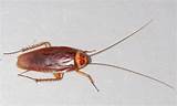 Images of Cockroach In House
