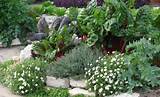 Images of Recommended Landscape Plants For North Texas