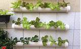 Pvc Pipe Hydroponic Lettuce Pictures
