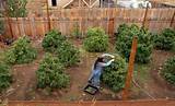 Photos of Best Way To Grow Marijuana Outside