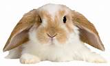 Rabbit Pet Insurance Comparison Pictures