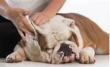 Photos of Bulldog Ear Infection Home Remedies