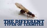 Pictures of Three Types Of Termites