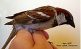 Photos of House Sparrow Vs House Finch