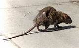 Rat Poison Nyc Pictures
