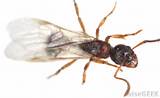 Pictures of Termite Or Flying Ant