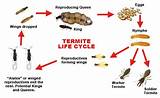 Termite Treatment Bangalore