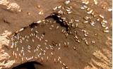 Pictures of Termite Images