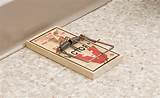 Images of A Mouse Trap