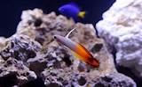 Best Fish For Small Saltwater Aquarium Pictures