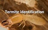 Boric Acid Termite Bait Images