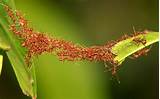 Pictures of Fire Ants Working Together