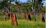 African Termite Mound Images