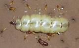Pictures of Queen Termite Size