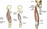 Pictures of Quadriceps Muscle Strengthening