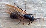 Large Carpenter Ants With Wings Images