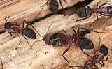 How To Find Carpenter Ant Nest Images