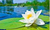 Water Lily Flower Wallpapers Photos