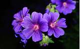 Pics Of Violet Flowers