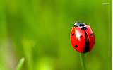 Images of Lady Bug Pest Control