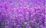 Photos of Lavender Purple Flowers