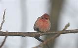 Images of Ohio House Finch