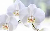 Photos of White Orchid Flower Images