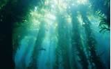 Where Can Kelp Be Found Pictures