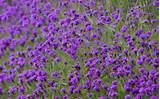 Photos of Purple Flower Wallpaper