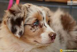 Chien, yeux, pâte blanche, solution ? Th?id=OIP