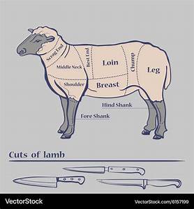 Lamb Cuts Diagram Royalty Free Vector Image Vectorstock