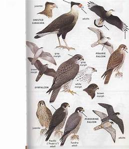 Caracara And Large Falcons American Birds Bird Watching Blog