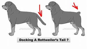 Rottweiler Law Changes Are Rottweiler Breed Quot Standards Quot Change