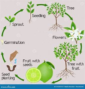 A Growth Cycle Of A Lime Plant On Gray Background Stock Vector
