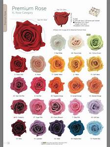 Rose Color Meanings Chart