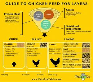 Guide To Commercial Layer Feed Overview Chicken Feed Types Of