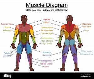 Muscle Labeled Diagram